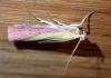 Oncocera semirubella